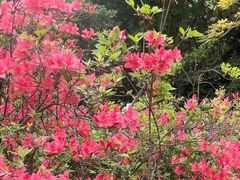 -杭州植物园
