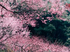 -重庆彩云湖湿地公园
