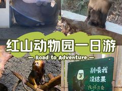 -红山森林动物园