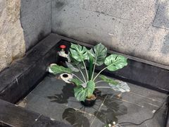 -呷哺呷哺 小火锅 (浦东新欧尚超市店)