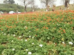 -松山湖梦幻百花洲