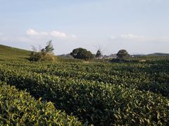 -龙坞茶村