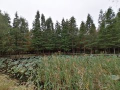 -日照海滨国家森林公园