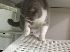 -我爱猫咪·猫咖·狗咖·安哥拉兔·羊驼咖(小寨华旗店)