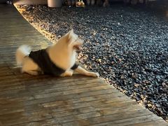 -J Create城市露营咖啡·简餐·宠物(上海动物园店)