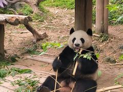 -广州长隆野生动物世界