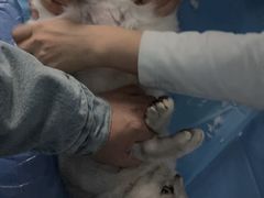 -纳吉亚猫专科动物诊疗中心(蒋宅口分院)