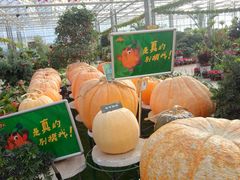 -北戴河集发农业梦想王国