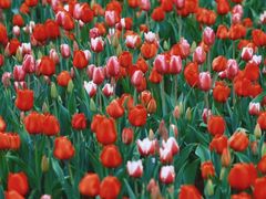 -光明小镇欢乐田园