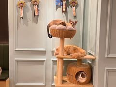 -安格丽娜·狗咖·猫咖羊驼咖(春熙路百盛商场店)