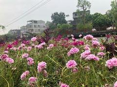 -扬美古镇景区