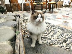 -喵屿·大理花园猫咖