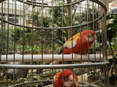 -南宫五洲植物乐园