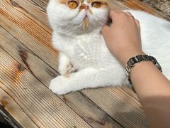 -喵屿·大理花园猫咖