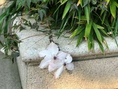 -大可堂普洱茶馆(襄阳南路馆)