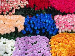 -越秀西湖花市(广州城市广场花卉店)