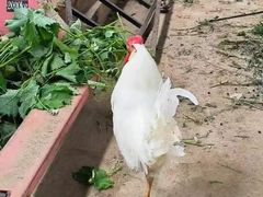 -庞各庄翠芳园西瓜蔬菜基地采摘园