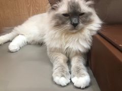 -MOCHA明星猫咖(田子坊店)