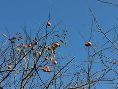 -泗洪洪泽湖湿地景区