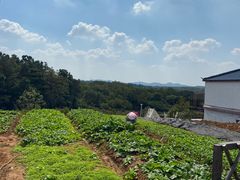 -大塘金香草谷