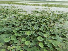 -天津东丽湖风景区