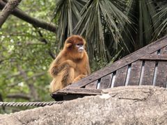 -深圳野生动物园