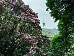 -梧桐山风景名胜区