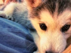 -Husky Go! 哈士奇体验馆·宠物咖啡厅狗咖