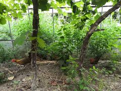 -马陆小张葡萄园农家乐