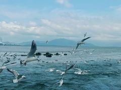 -深圳湾公园(南山区)