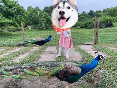 -秀丽东方
