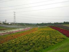 -紫颐香薰山谷景区