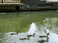 -同里国家湿地公园