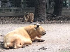 -上海野生动物园