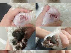 -悠尼宠物·独立低压伊珊娜洗护·美容·寄养(兰谷路店)