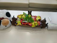 -宠爱国际动物医院· 猫科· 外科·中兽医(长白店)