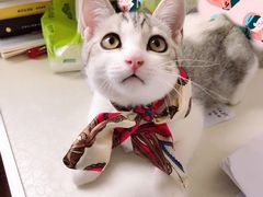 -佑安动物医院·全科·内窥镜中心(幸福巷店)