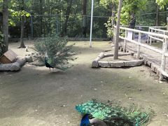 -哈尔滨北方森林动物园