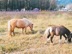 -紫海香堤香草艺术庄园