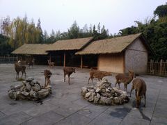 景点-金沙遗址博物馆