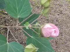 -四里河滨水生态公园