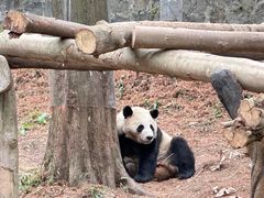 -都江堰中华大熊猫苑