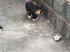 -爱侣·安琦尔宠物医院·中兽医针灸·心内科·狂犬免疫点(宝山区院)