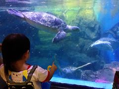 -烟台海昌鲸鲨海洋公园