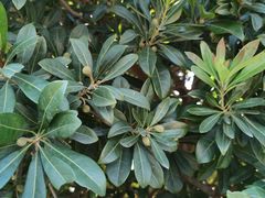 -西京湾花海
