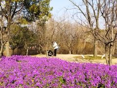 -上海滨江森林公园