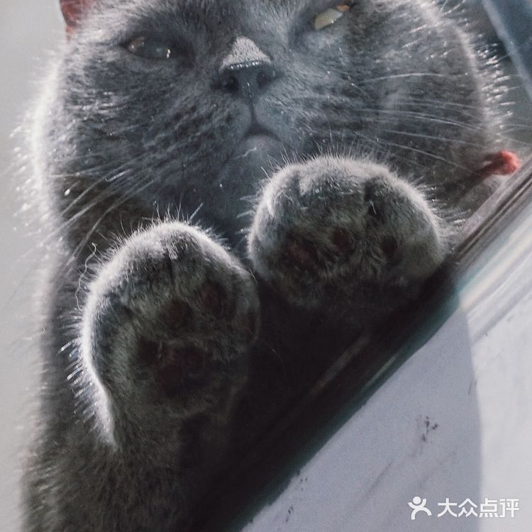 七宝附近一家玩乐美容一应俱全宠物酒店