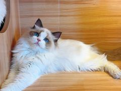 -猫十亿·布偶金渐层·曼基康矮脚猫舍(青年路店)