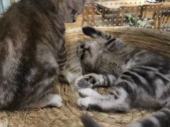 -藏猫猫咖啡主题馆(中央大道店)