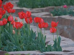 -洛阳郁金香牡丹园